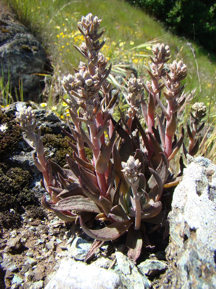Santa Clara Valley Dudleya