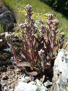 Santa Clara Valley Dudleya