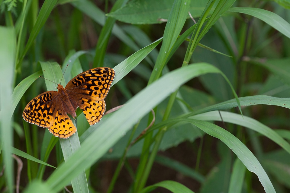 Great Spangled Fritillary-1