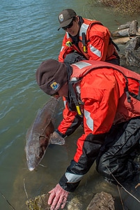 USFWS Fisheries workers releasing lake sturgeon-1
