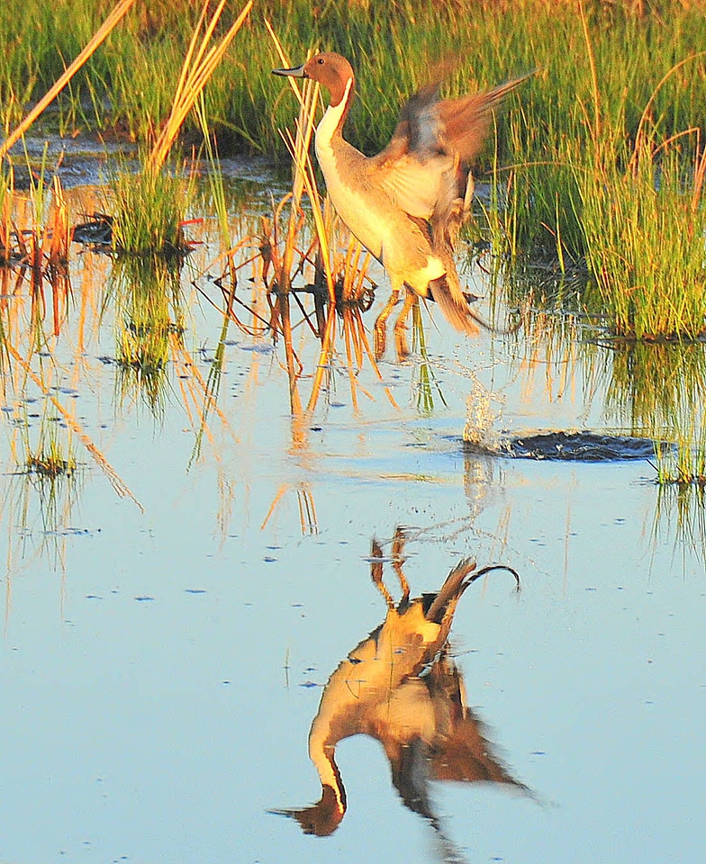 Pintail drake takes flight from a seasonal wetland in Sand Lake Wetland Management District