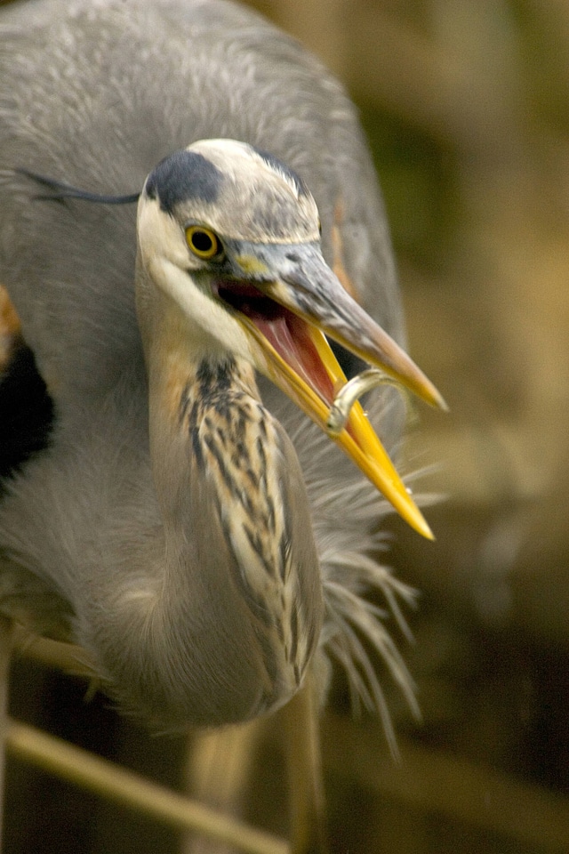Wading bird-3