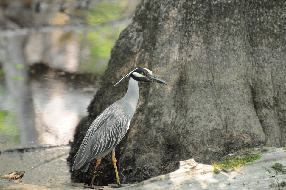 Yellow-crowned night heron-1