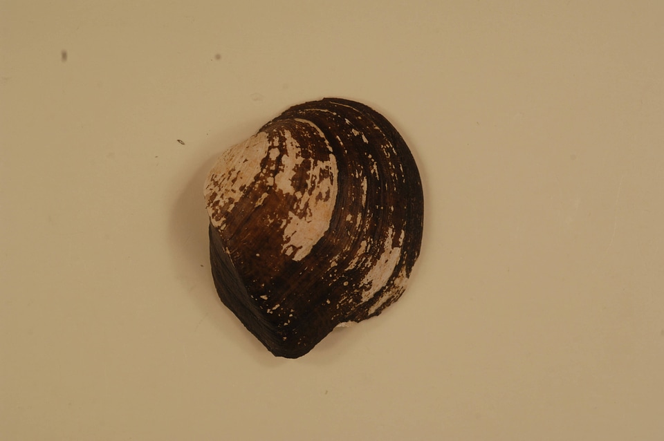 Truncilla truncata (outside)-2