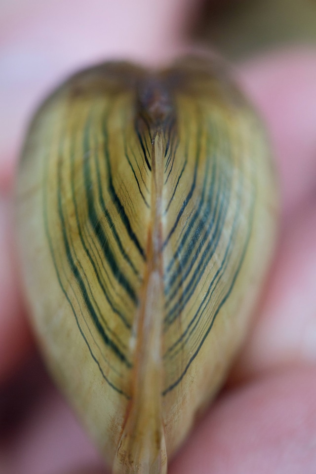 Freshwater mussel rays on young mussel-1