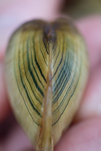 Freshwater mussel rays on young mussel-1