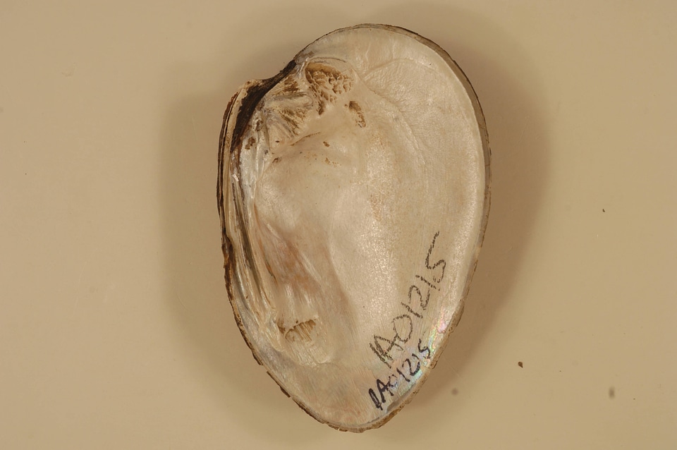 Ellipsaria lineolata (inside)-1