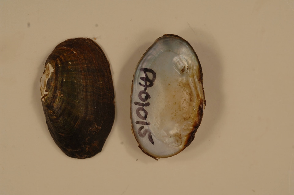Villosa fabalis-2