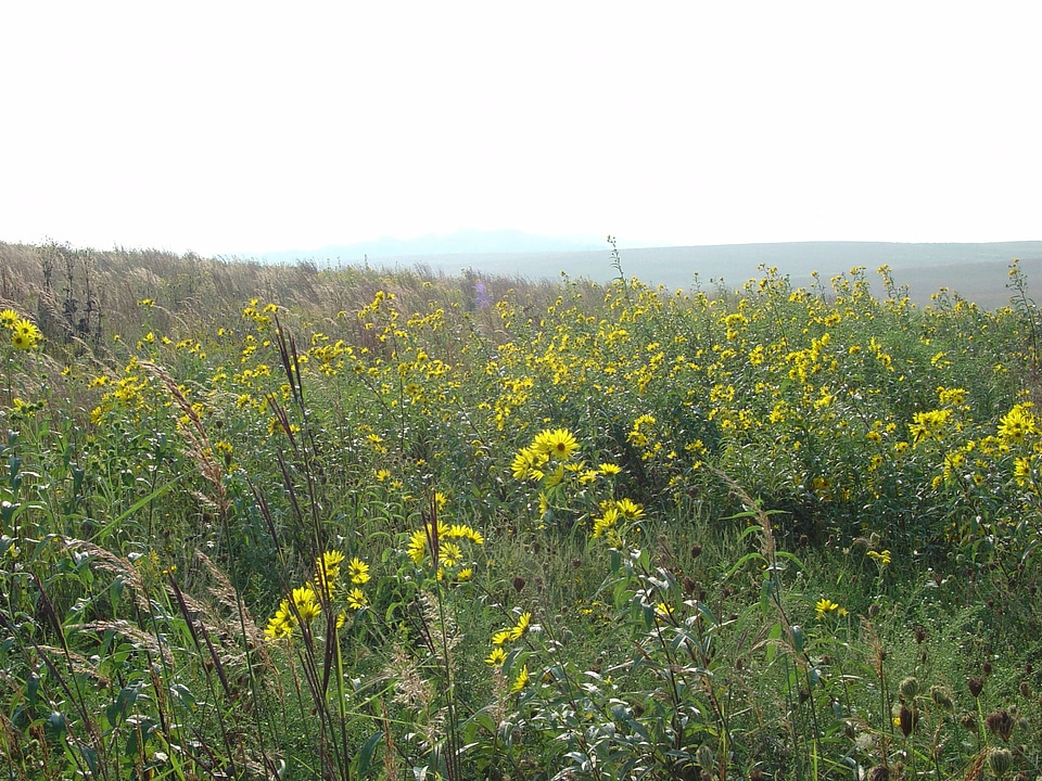 Sunflowers in field at Neal Smith National Wildlife Refuge