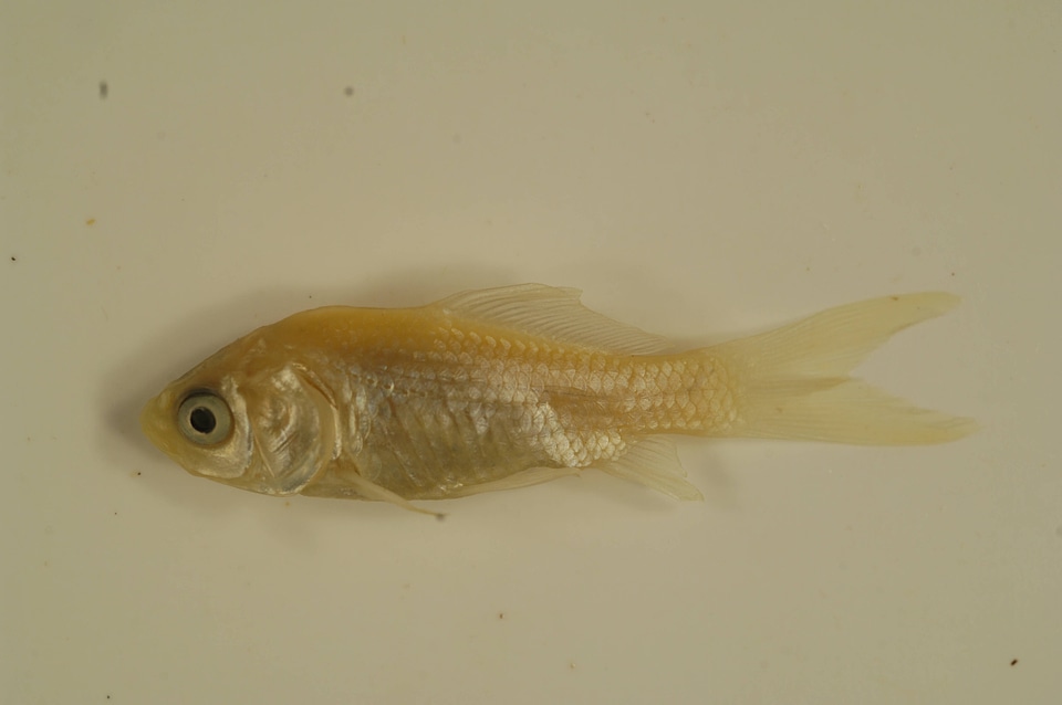 Carassius auratus-1