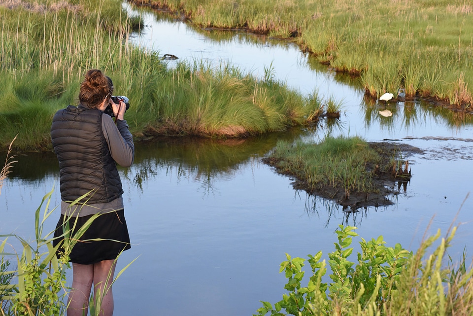 Visitor looking at egrets in field