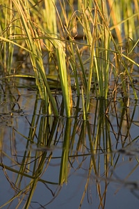 Wetlands at Arctic National Widlife Refuge