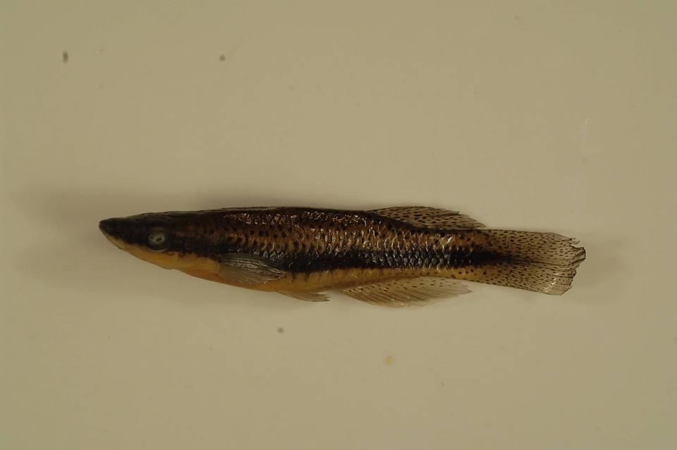 Fundulus olivaceus