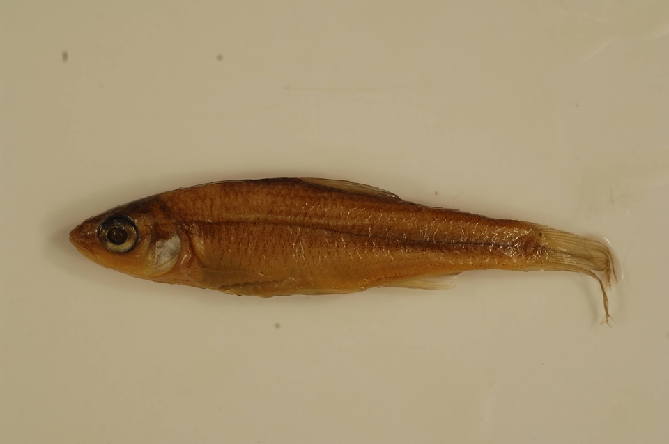 Luxilus chrysocephalus-1