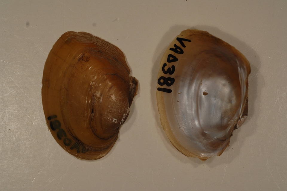Lampsilis ovata-2