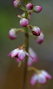 Pink wintergreen