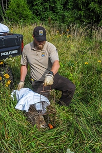 NCTC land management specialist with live-trap, releasing trapped groundhog-3