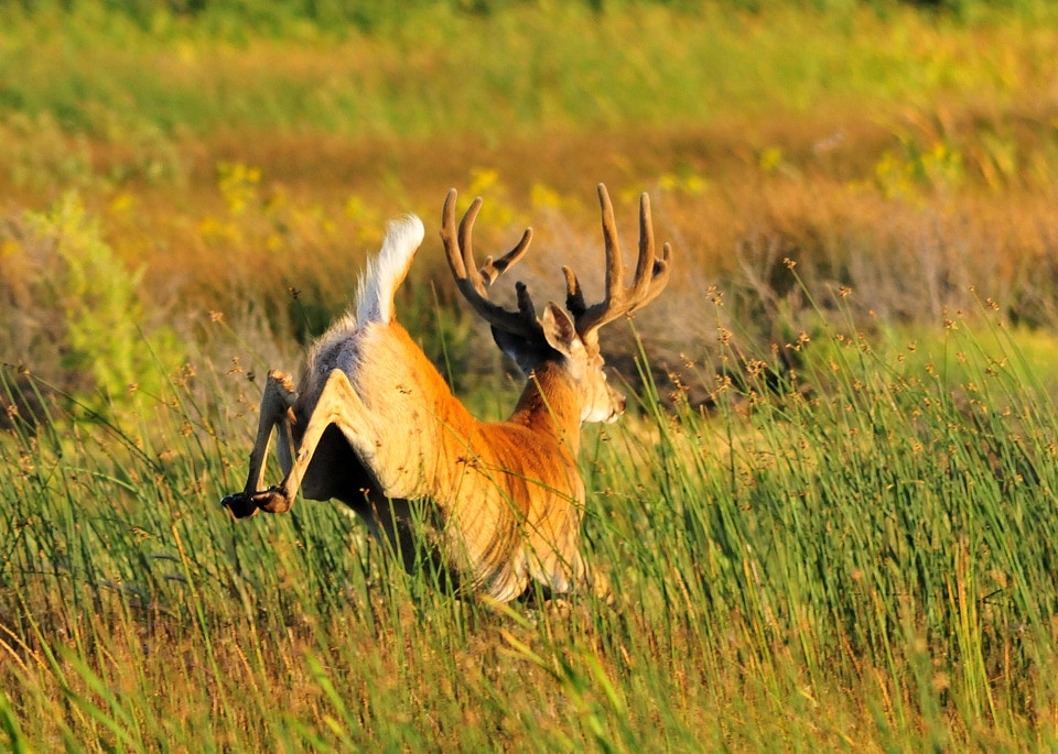 White-tailed Deer-4