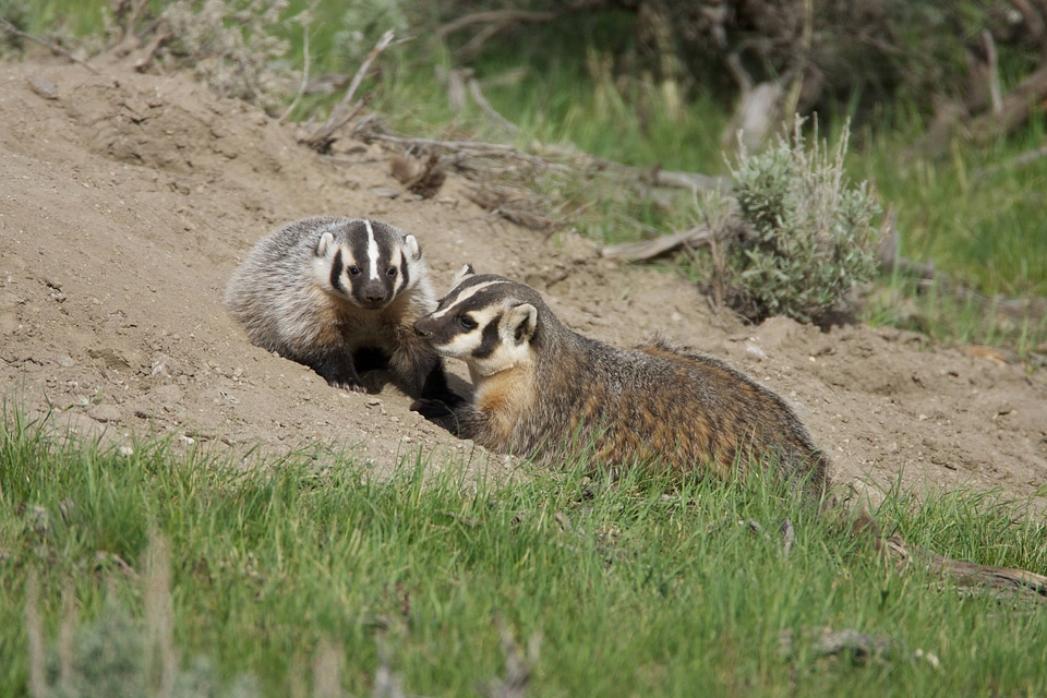 American badger mother with kit-1
