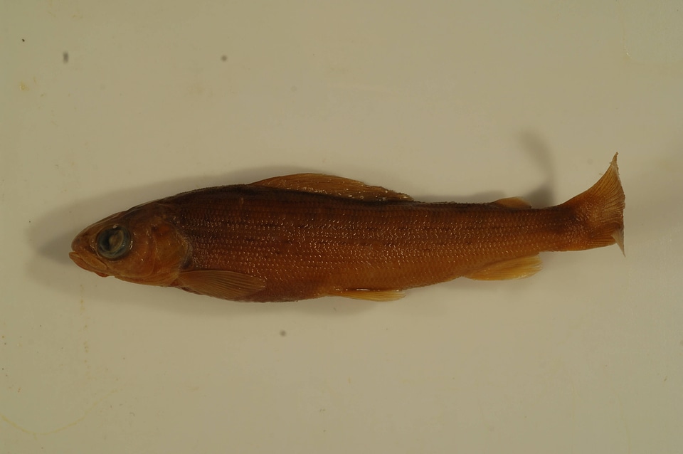 Thymallus arcticus-1