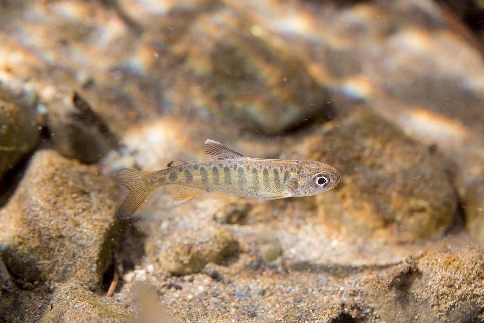 Juvenile Chinook salmon-2