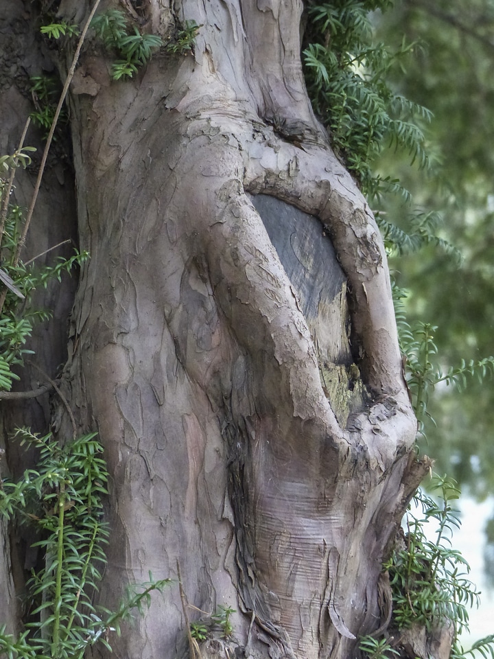 Wilderness forest tree trunk