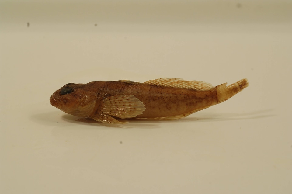 Cottus caeruleomentum