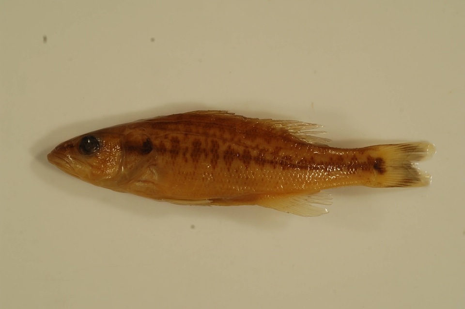 Micropterus punctulatus-1