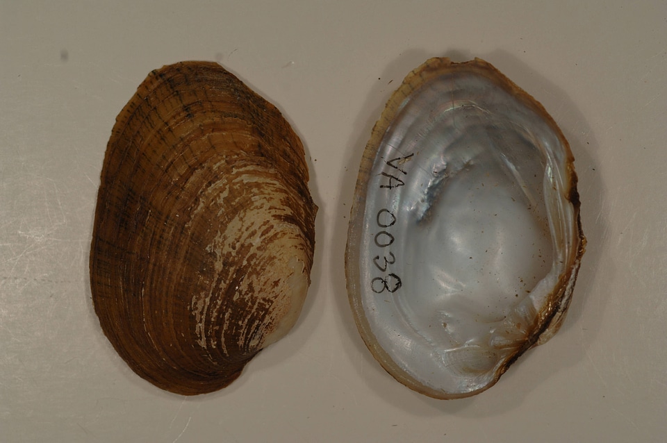 Lampsilis fasciola-2