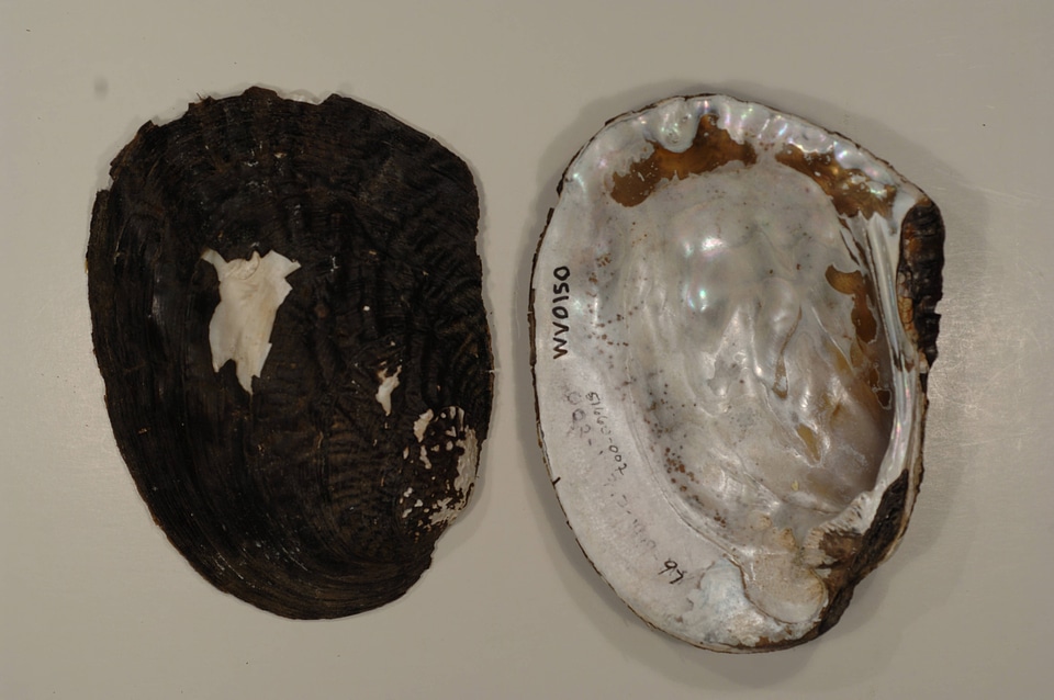 Megalonaias nervosa-2