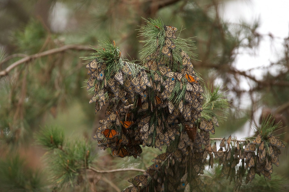 Monarch butterflies-1