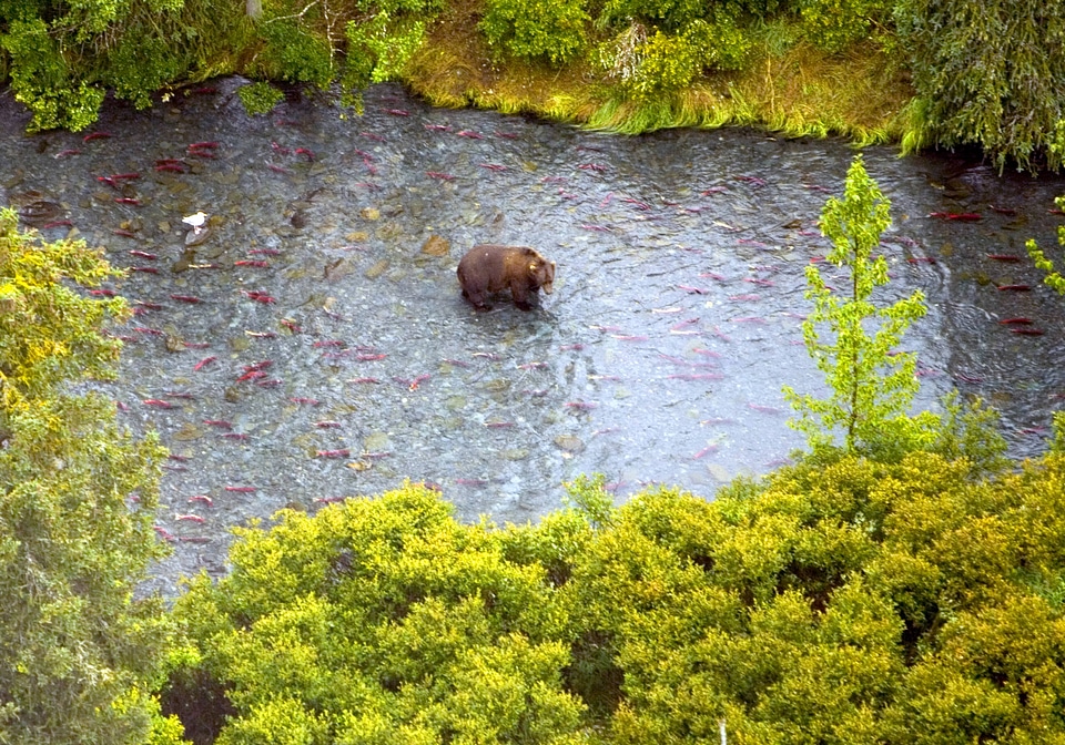 Aerial view of a brown bear fishing for salmon
