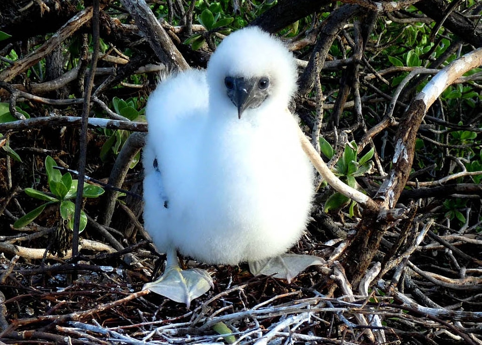Juvenile Red-footed booby