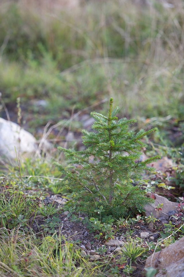 Red Spruce restoration seedling