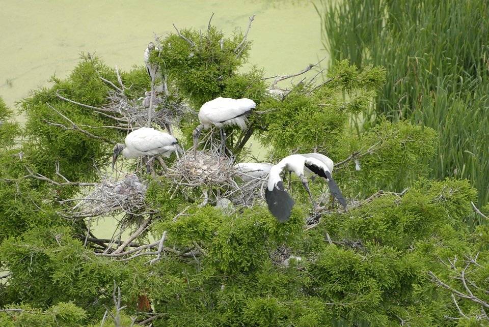 Wood Stork rookery