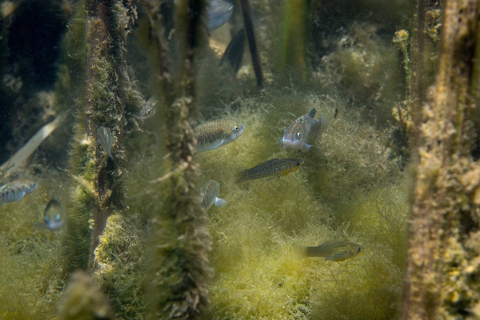 Ash Meadows Amargosa pupfish-1