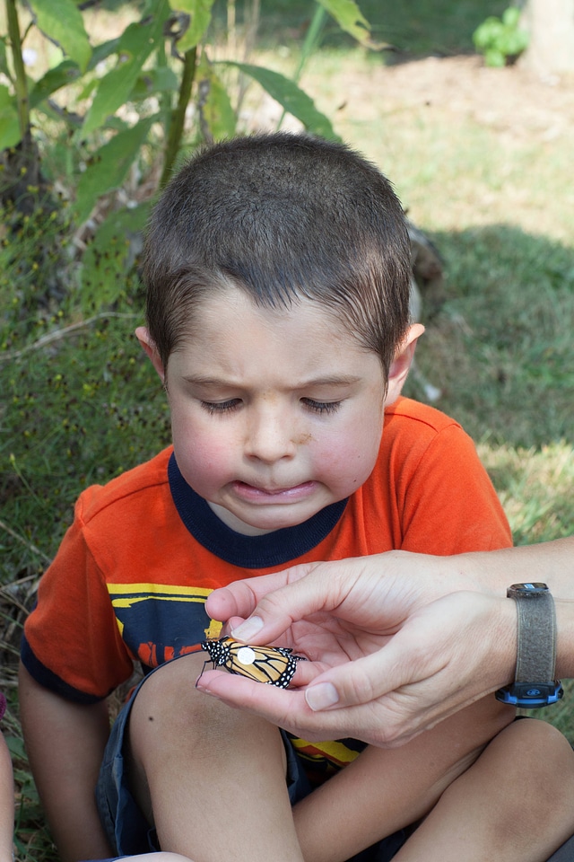Biologist teaches children about the Monarch butterfly-3
