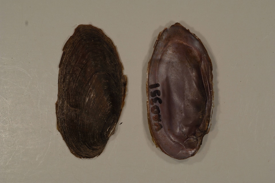 Elliptio dilatata-3