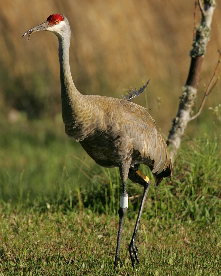 Mississippi Sandhill Crane-1