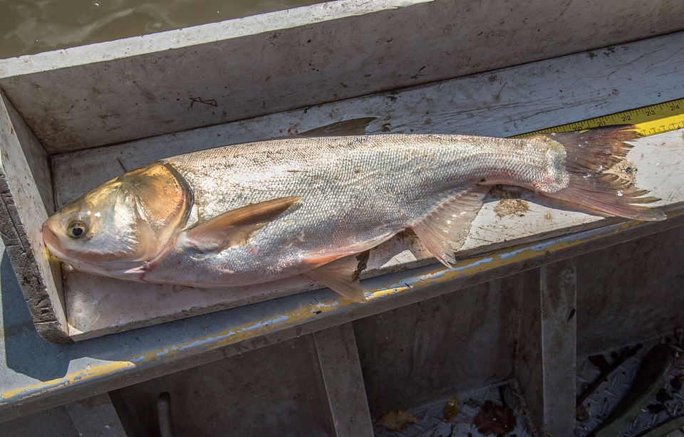 Invasive Silver carp-5