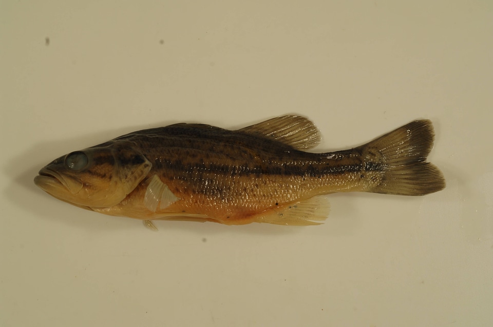 Micropterus salmoides-4