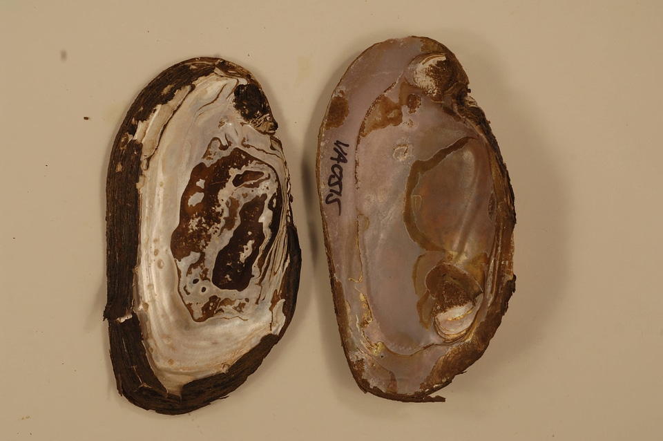 Elliptio complanata-5