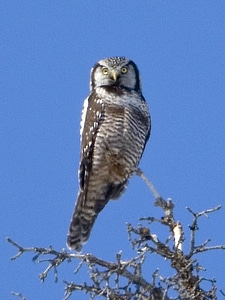 Northern hawk owl photo