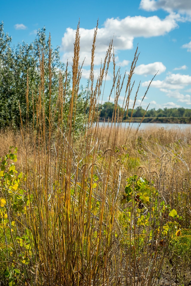 Native grasses along banks of Missouri River near Yankton, South Dakota-2