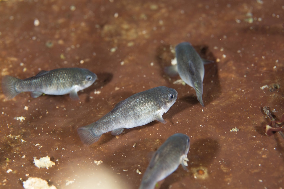 Captive Devils Hole pupfish-2