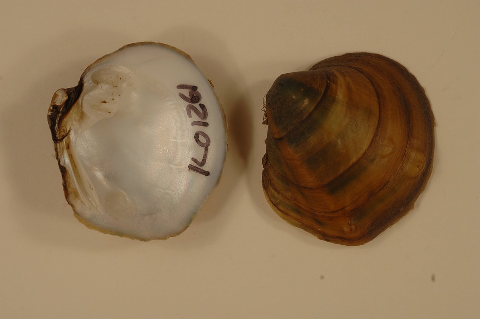 Amphinaias pustulosa-1