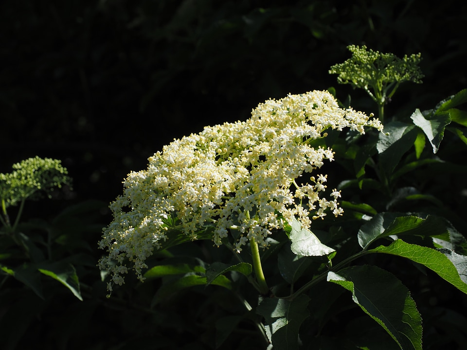White bush black elderberry