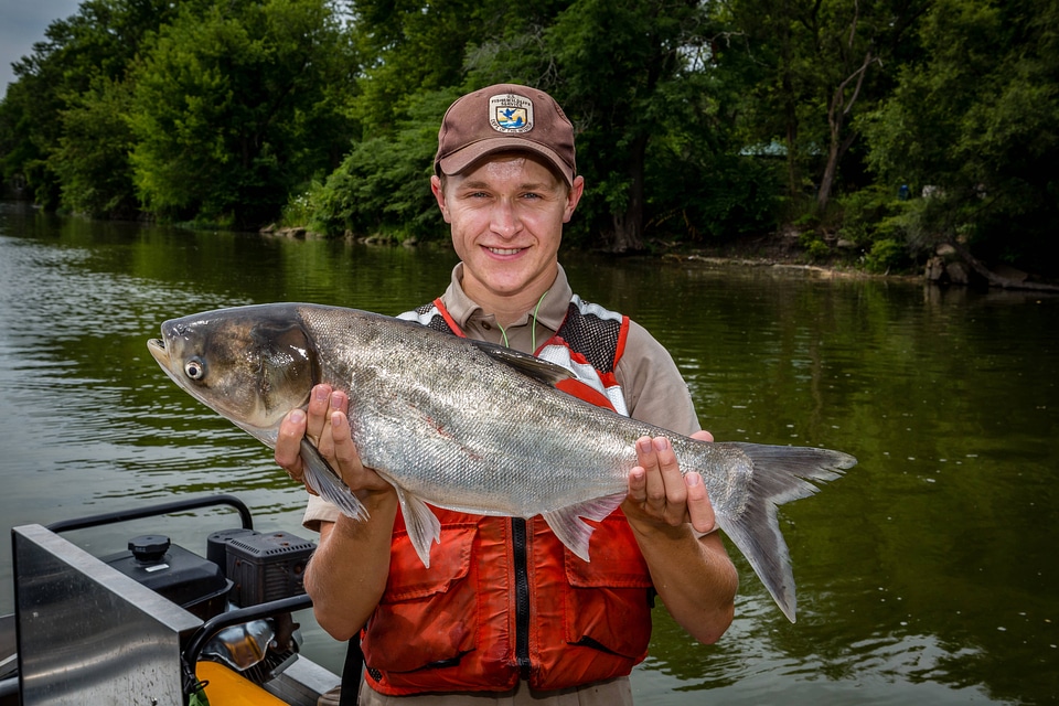 Fishery biologist with Silver carp
