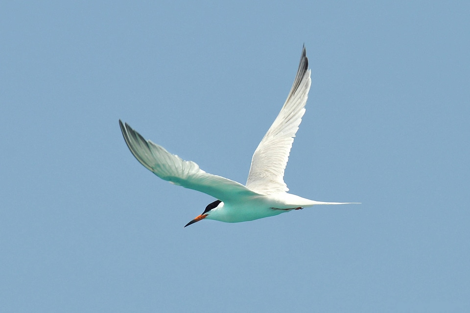 Caribbean roseate tern