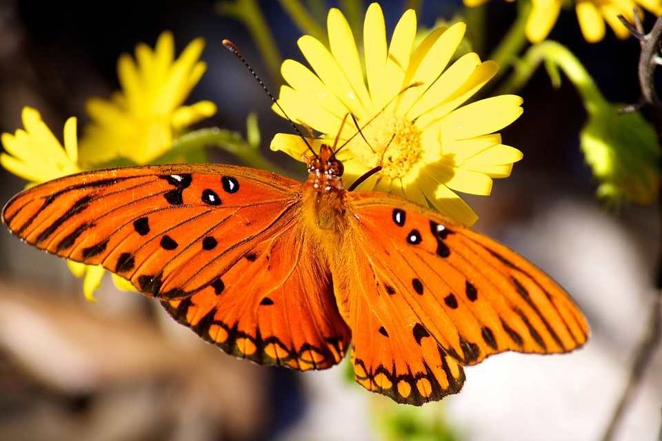 Gulf Fritillary at Bon Secour NWR-1